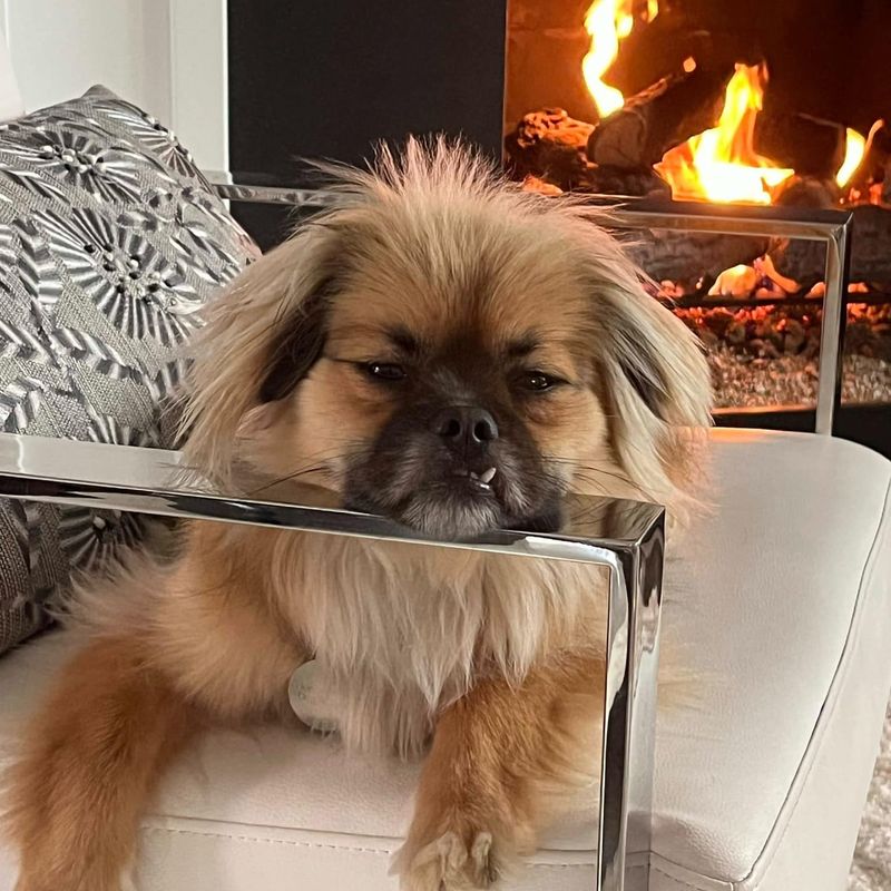 Tibetan Spaniel