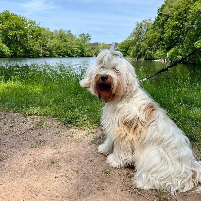 Tibetan Terrier