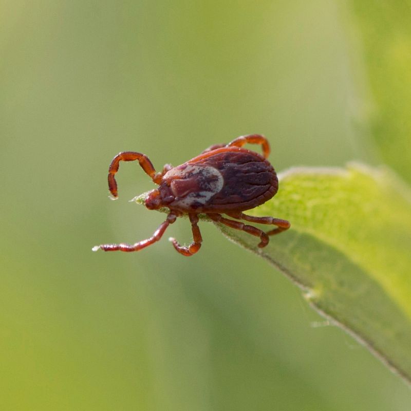 Ticks