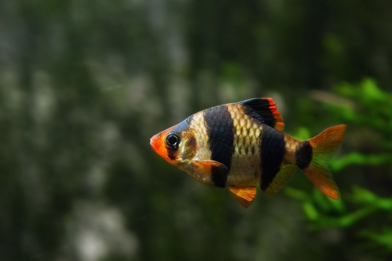 Tiger Barb