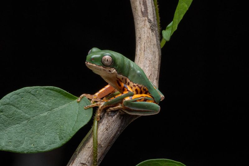 Tiger Leg Monkey Frog