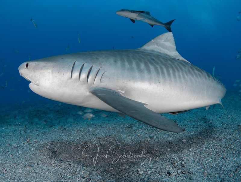 Tiger Shark