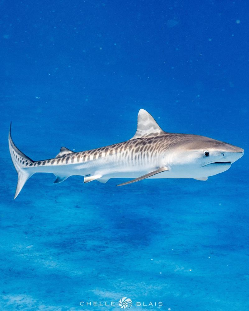 Tiger Shark