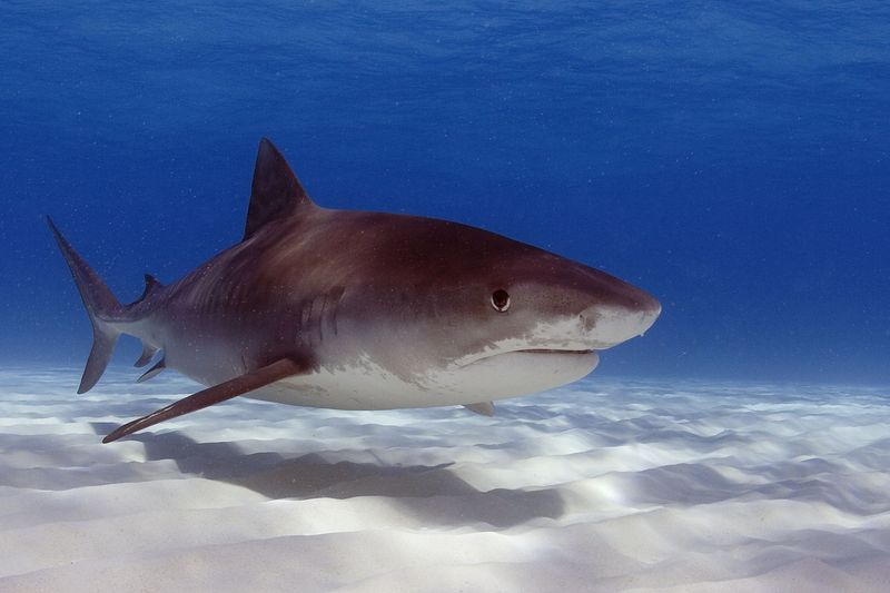 Tiger Shark