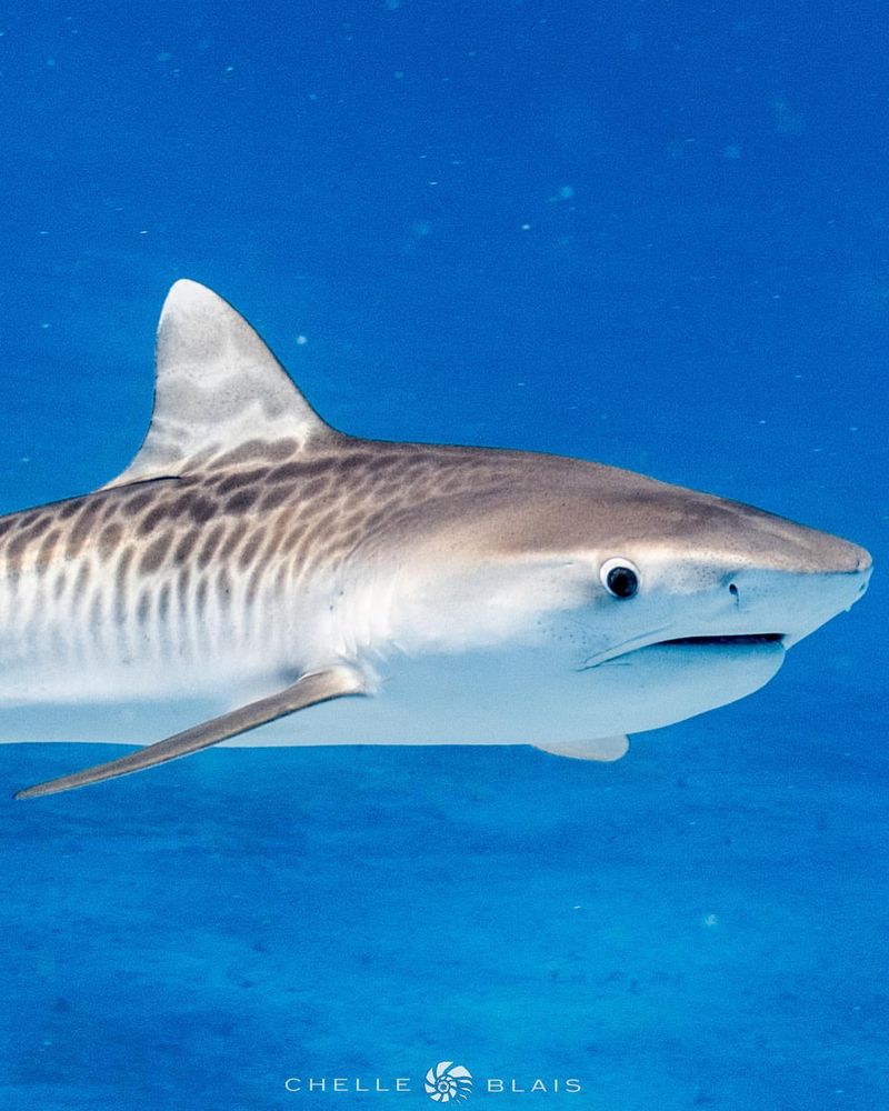 Tiger Shark