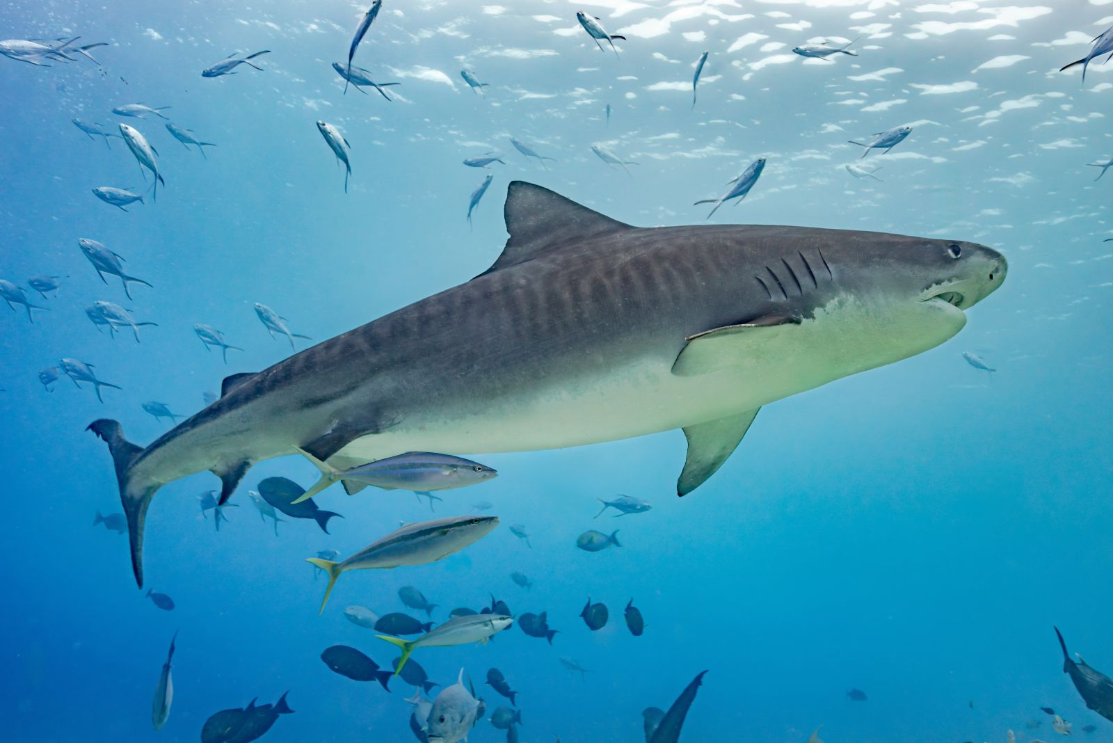 Tiger Shark