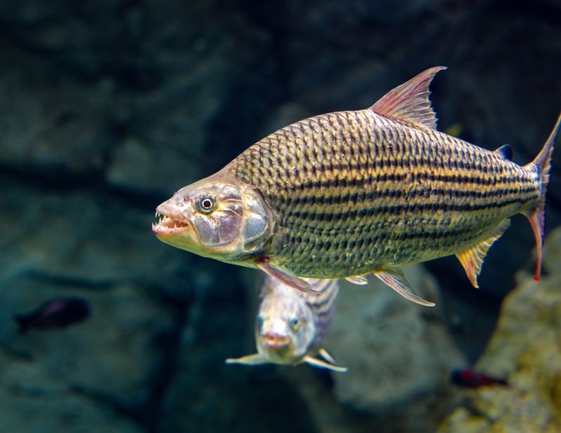 Tigerfish (Congo River, Africa)