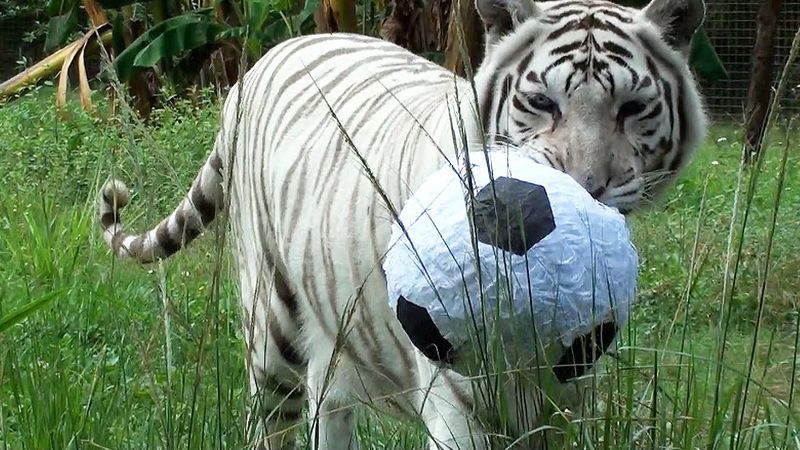 Tigers Playing with Balls