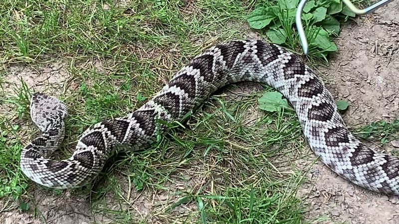 Timber Rattlesnake