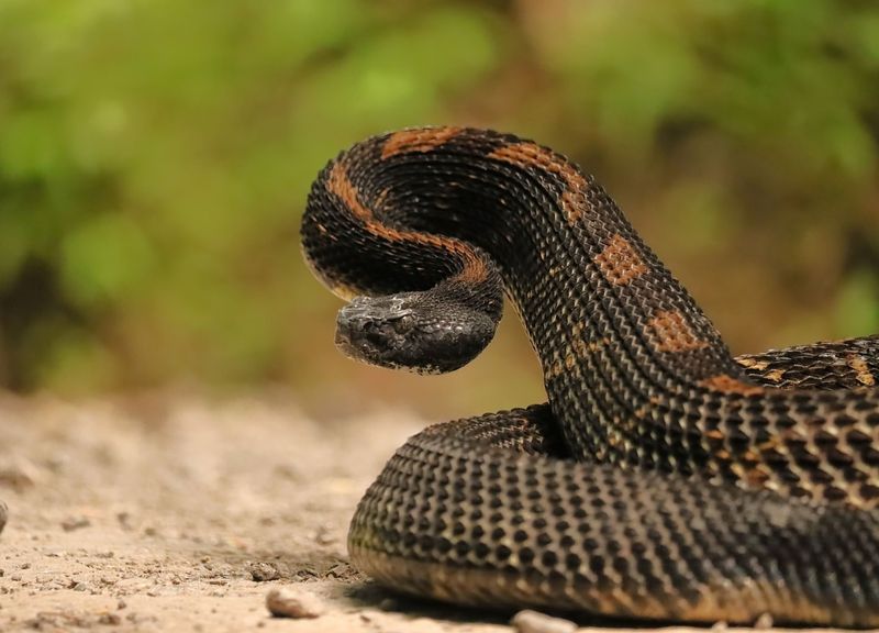 Timber Rattlesnake