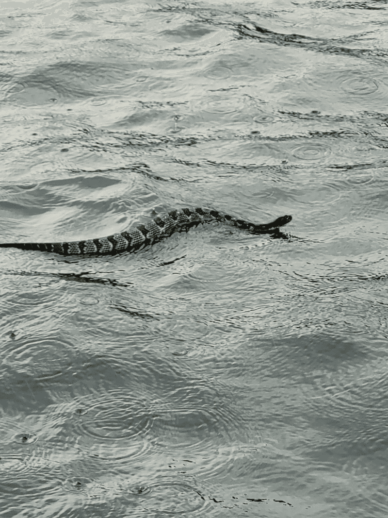 Timber Rattlesnake