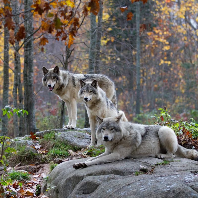 Timber Wolf