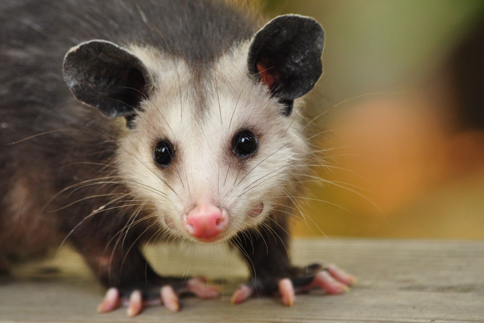 Tiny opossum