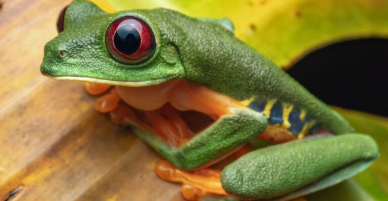 To Hop Or Not The 9 Best (And Worst) Frogs To Own As Pets