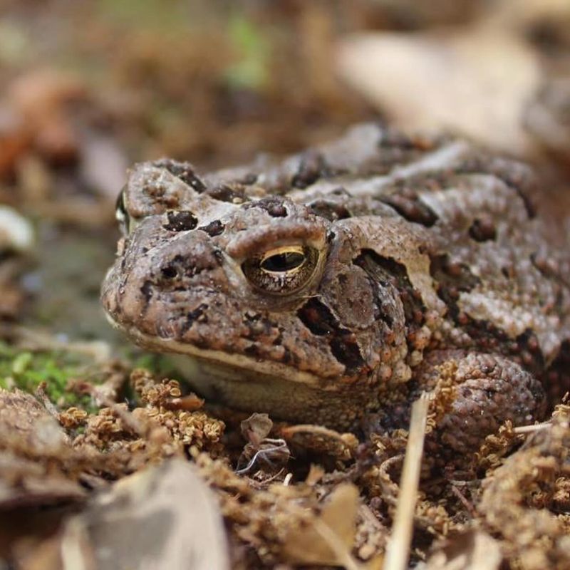 Toads Cause Warts