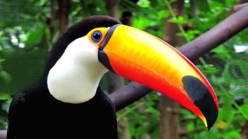 Toco Toucan