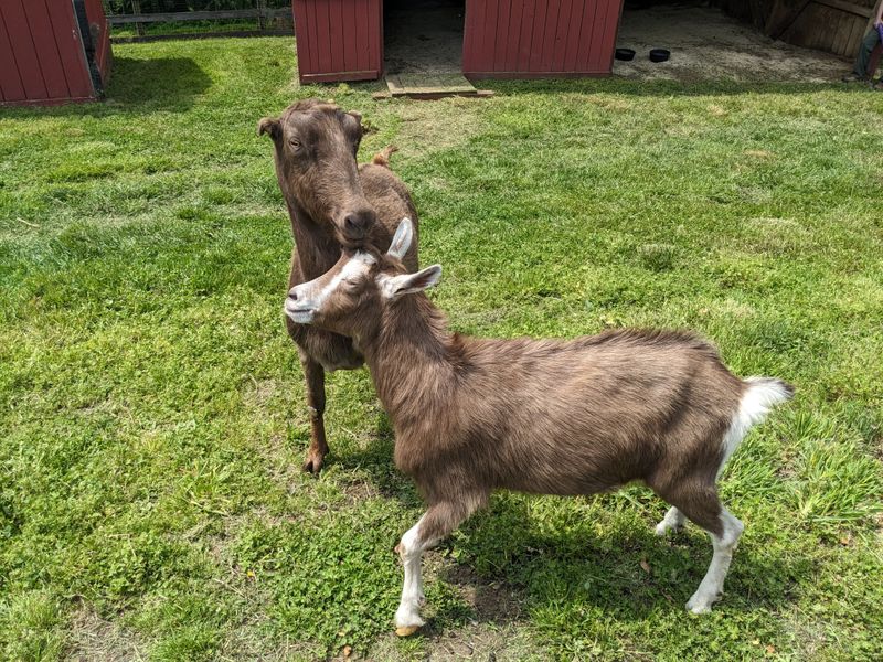 Toggenburg Goat