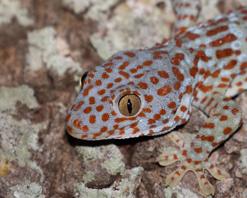 Tokay Gecko