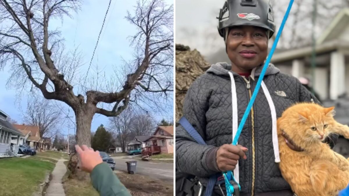 Toledo Woman Conquers Her Fear To Rescue Her Stranded Cat, And The ...
