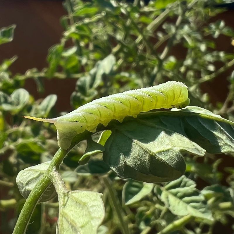 Tomato Hornworm