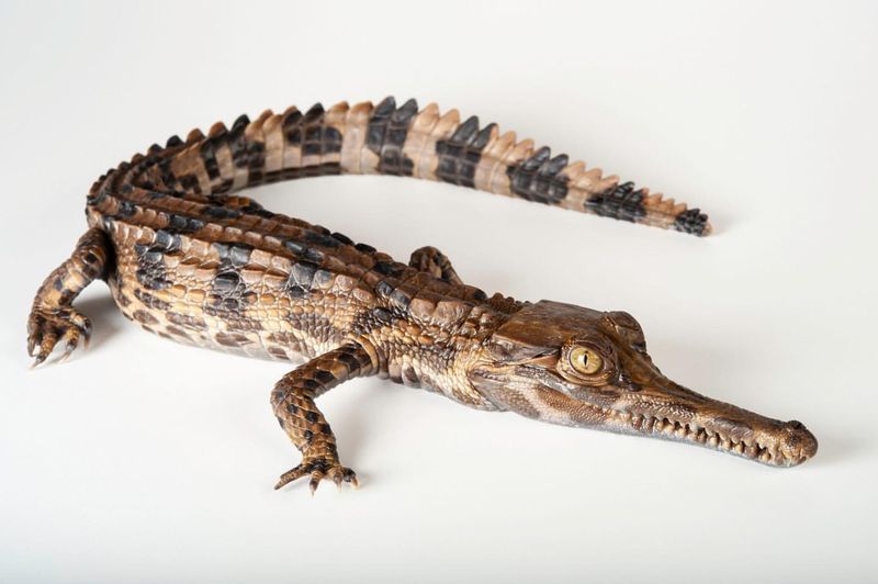 Tomistoma schlegelii (Schlegel’s Crocodile)