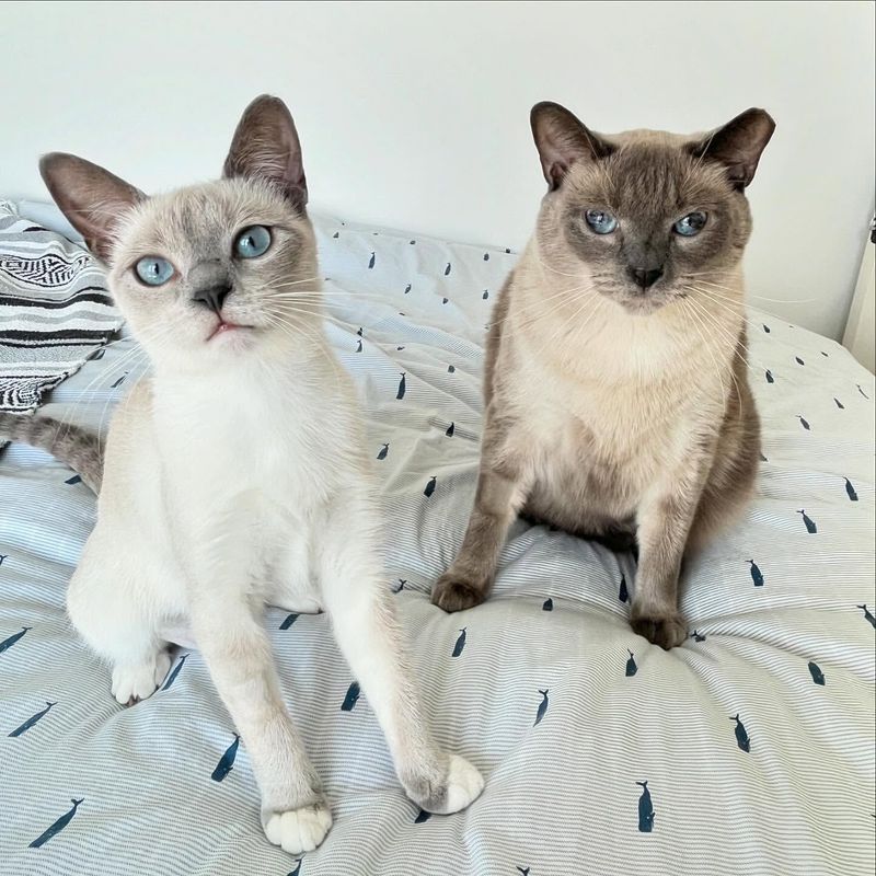 Tonkinese