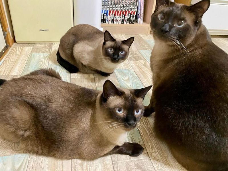 Tonkinese