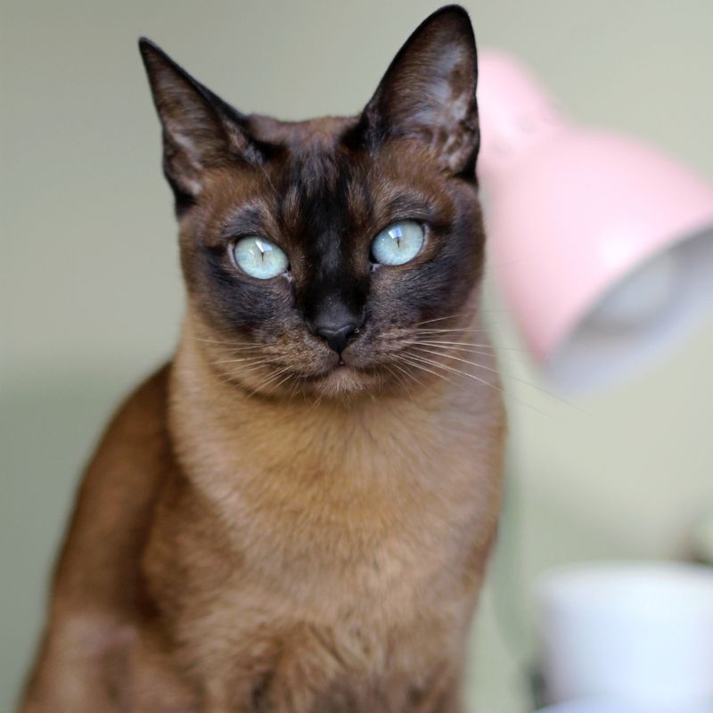 Tonkinese