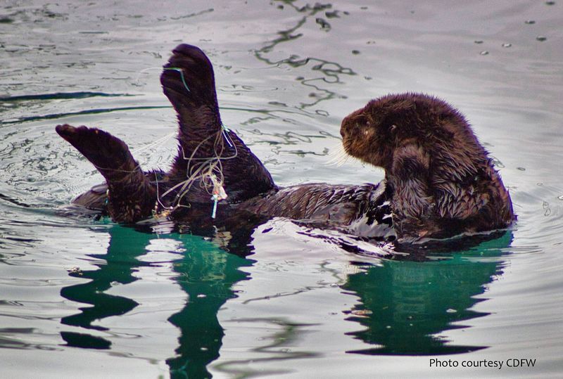 Tool Use Among Sea Otters