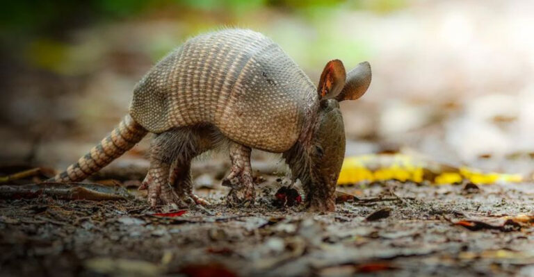 Top 10 Animals And Wildlife In Texas