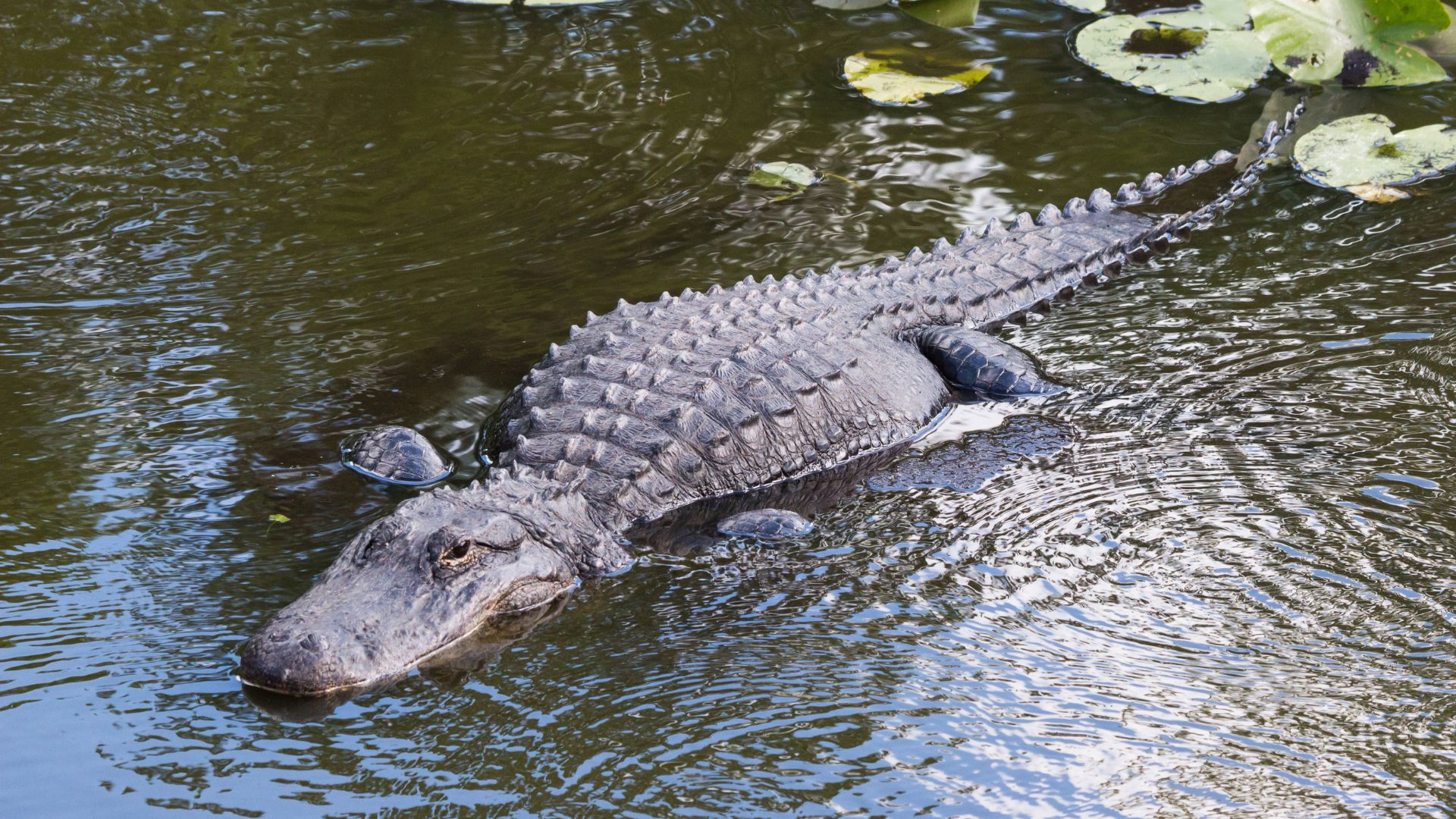 Top 10 U.S. States With The Largest Alligator Populations