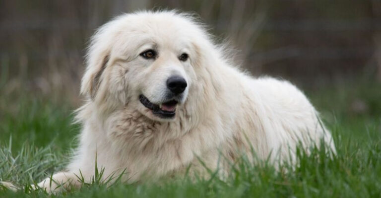 Top 12 Elite Dog Breeds That Guard Americans