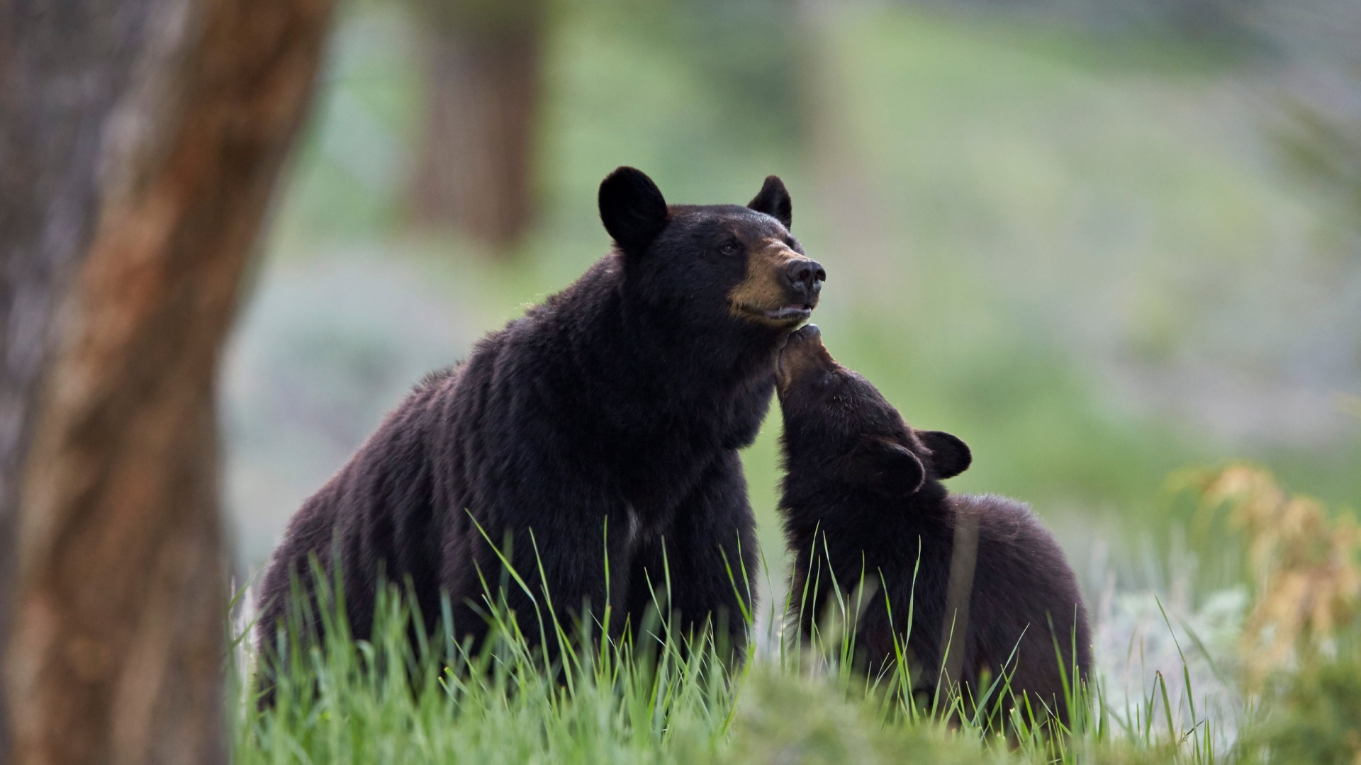 Top 15 Must-See Animals In America