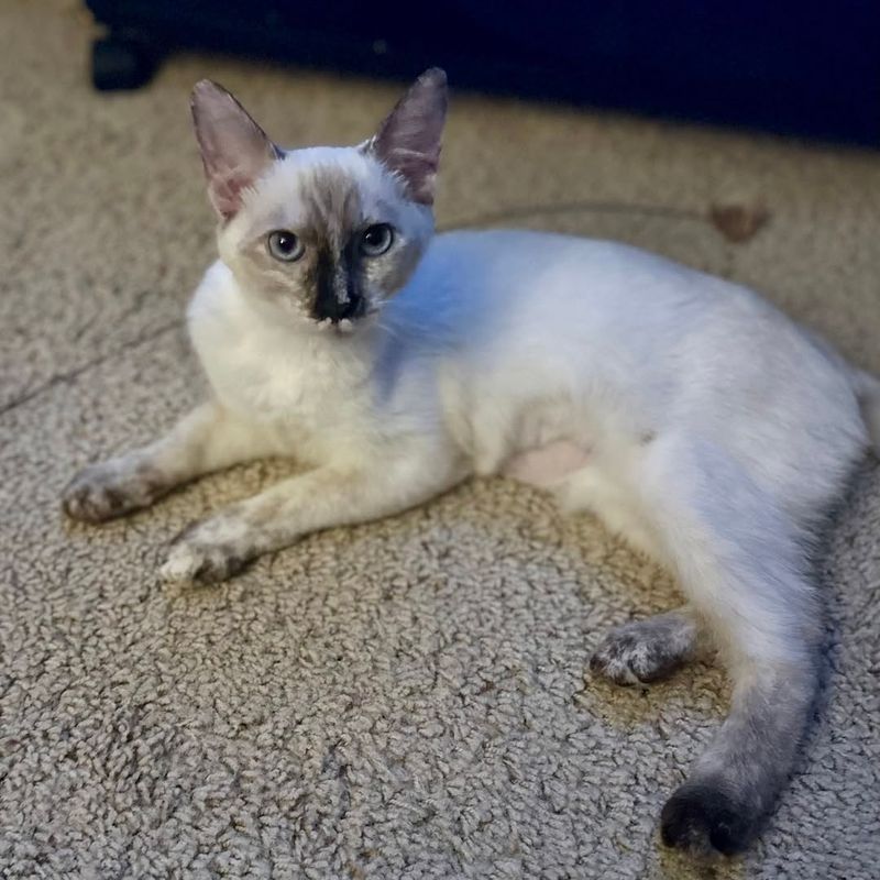 Tortie Point Siamese