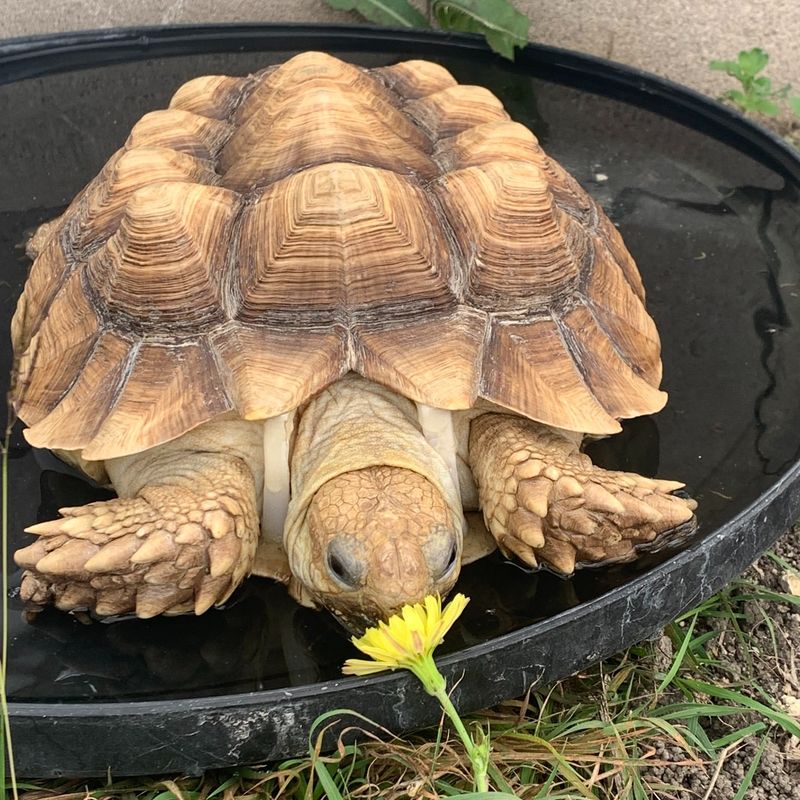 Tortoise