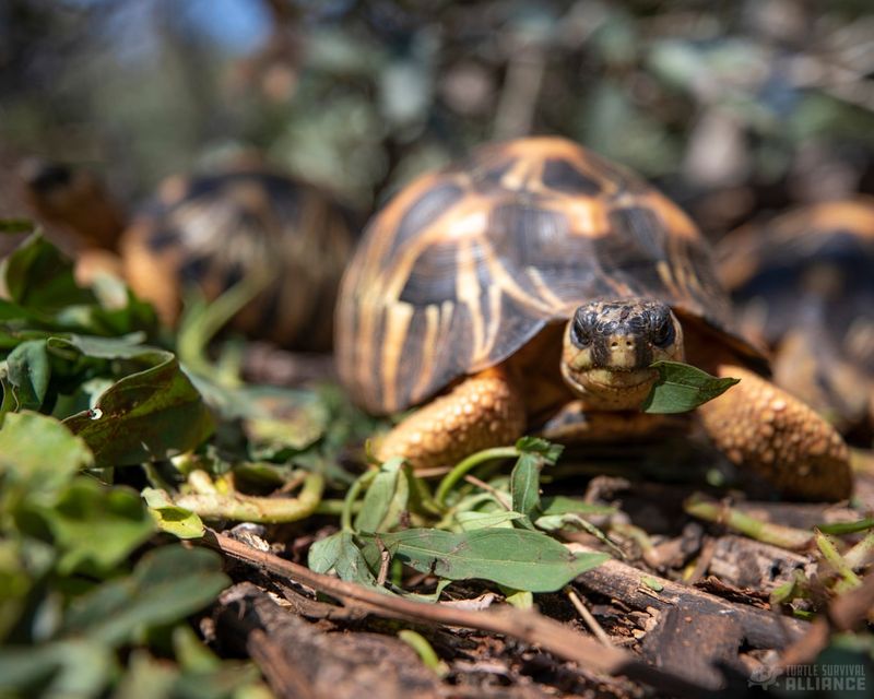 Tortoise