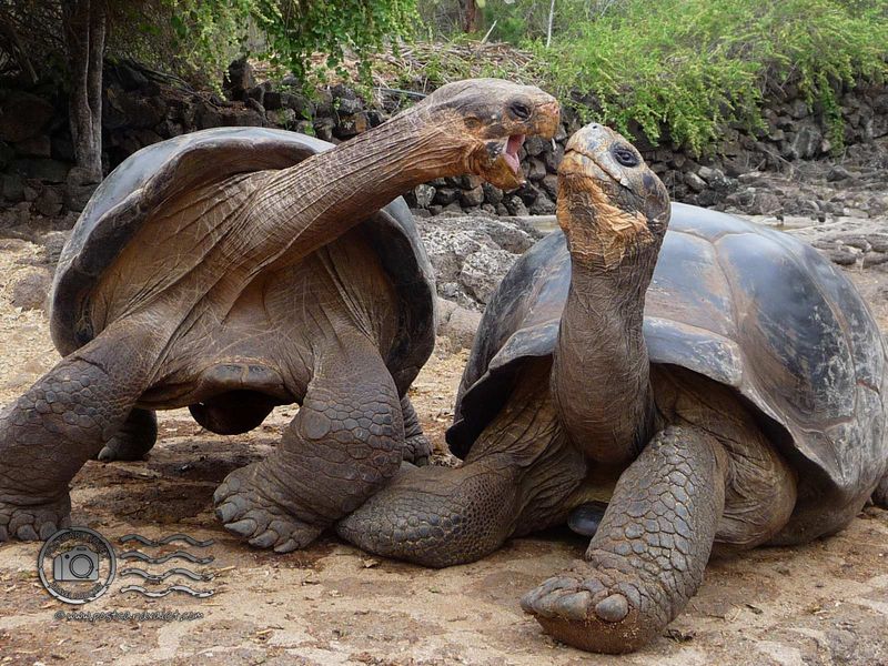 Tortoise Communication