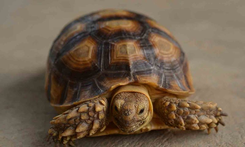 Tortoise Shells and Sensitivity