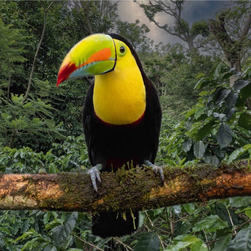 Toucan