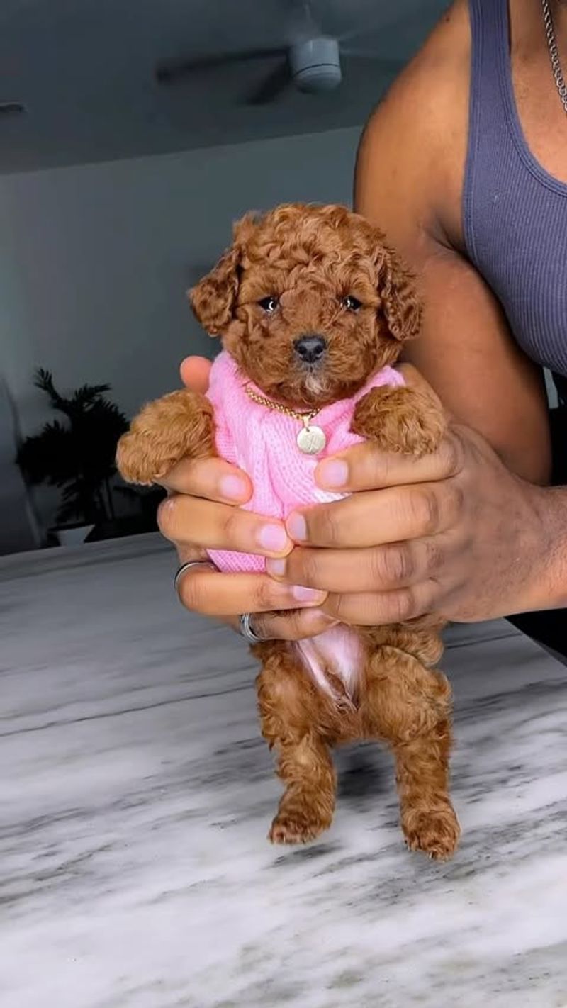 Toy Poodle