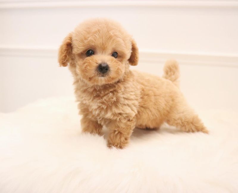 Toy Poodle