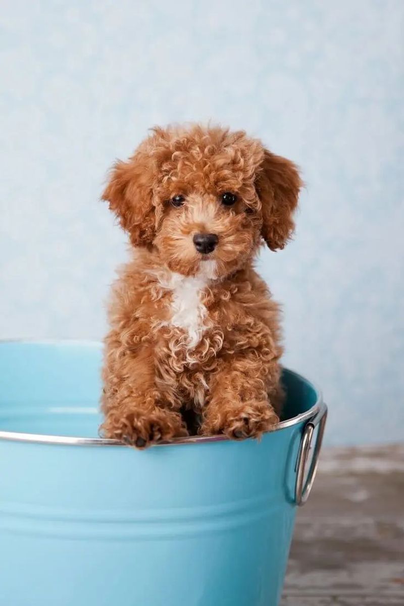 Toy Poodle