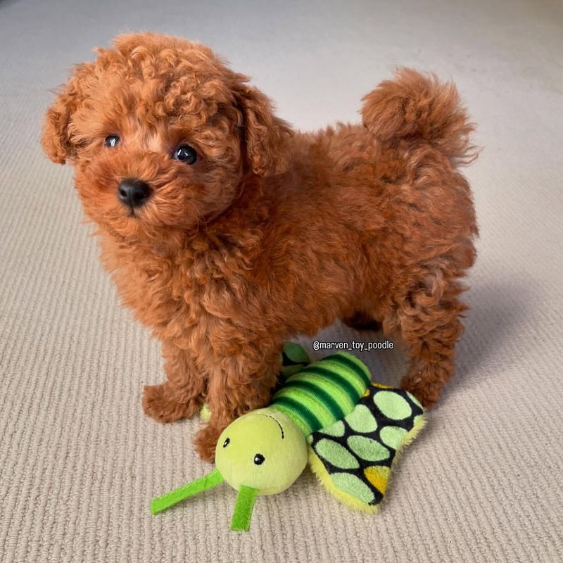 Toy Poodle