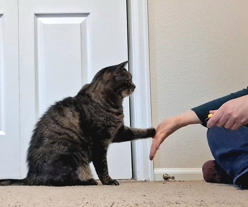 Training Your Cat