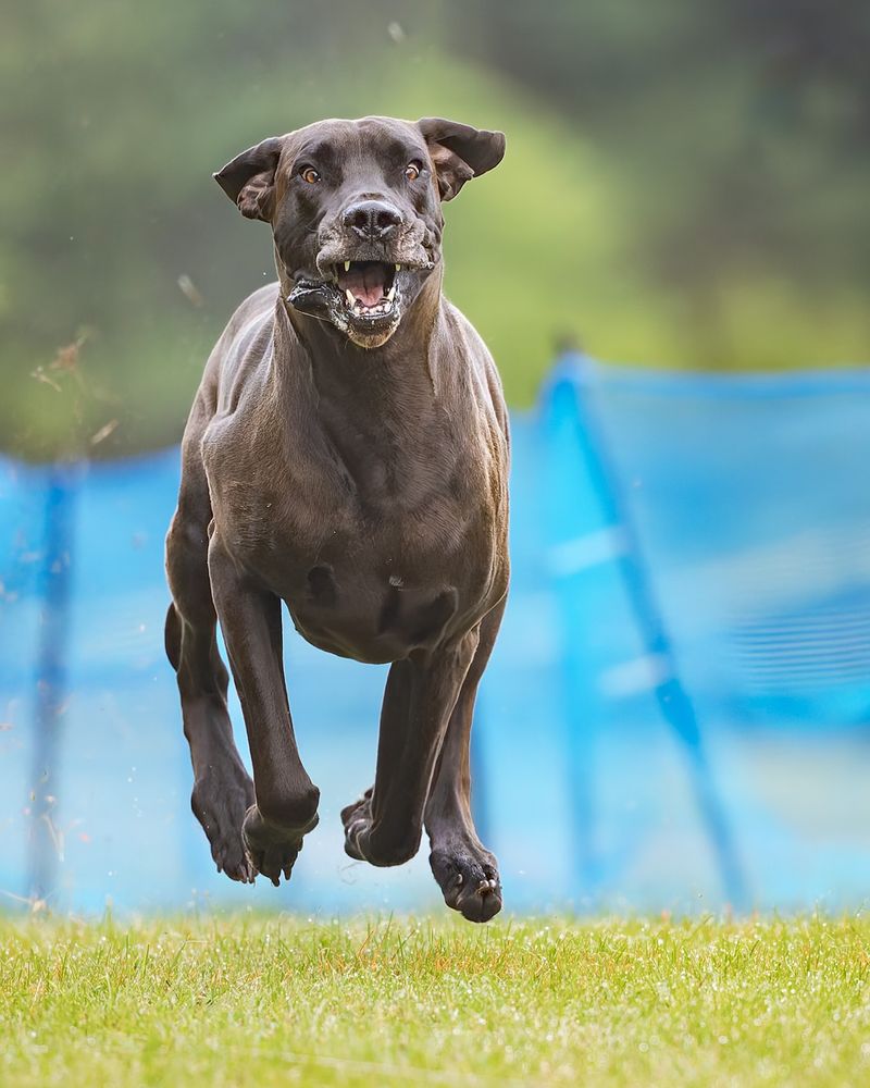 Training and Obedience