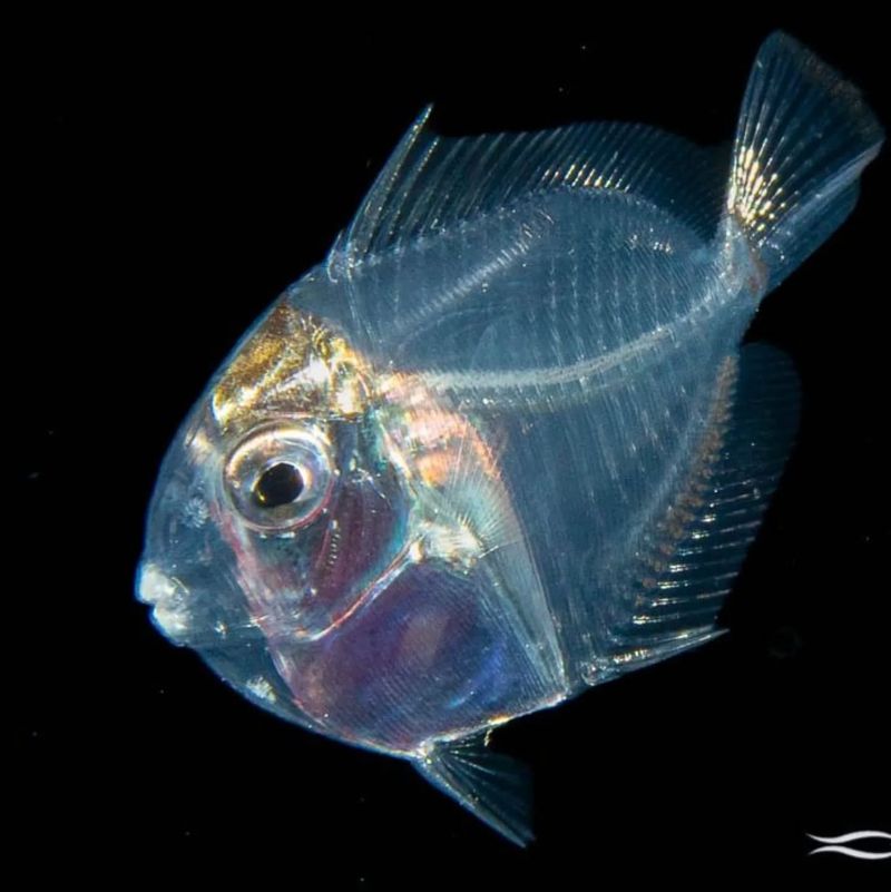 Transparent Juvenile Surgeonfish