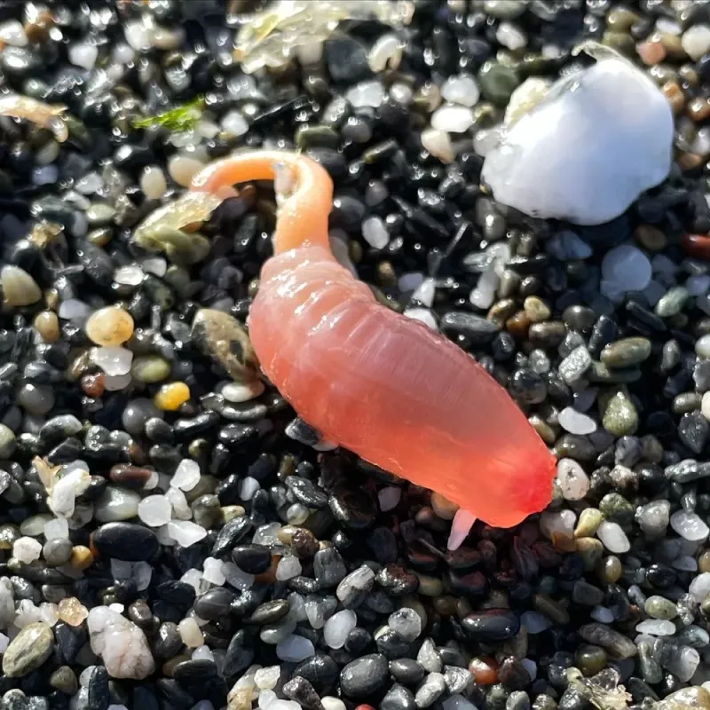 Transparent Sea Cucumber