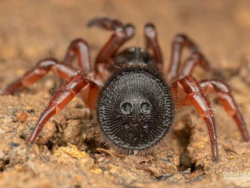 Trapdoor Spider