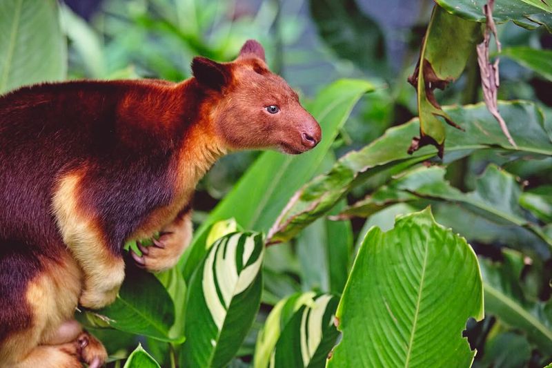 Tree Kangaroo