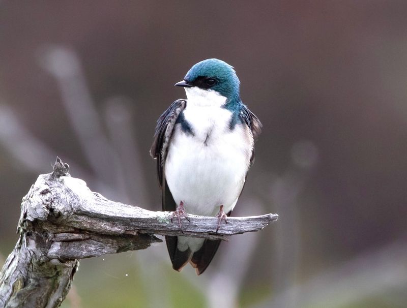 Tree Swallow